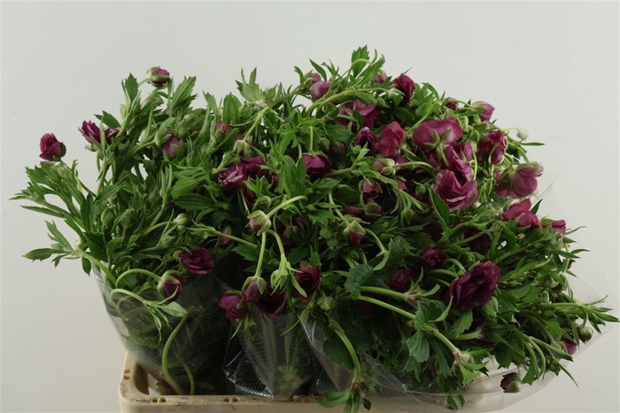 <h4>Ran M Blush 60cm</h4>