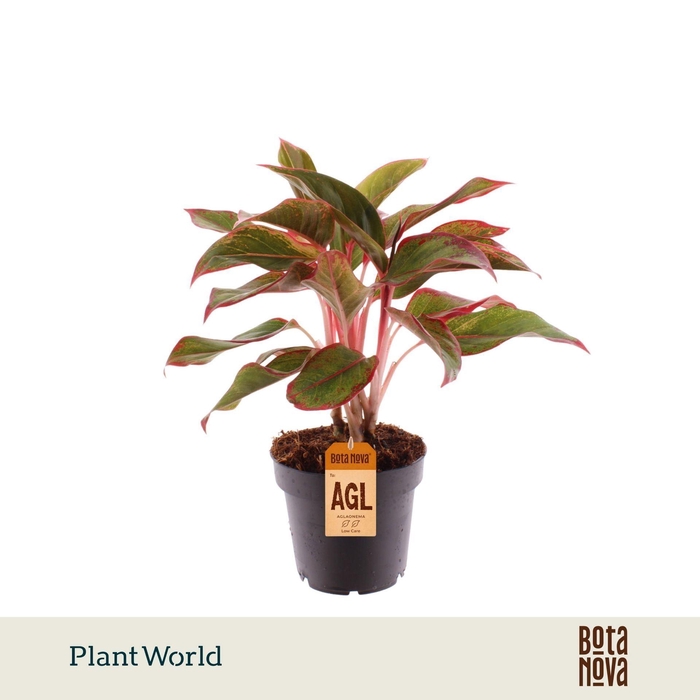 <h4>Aglaonema Crete</h4>