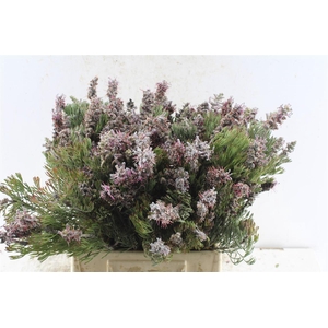 Kaaps Paranomus Dispersus