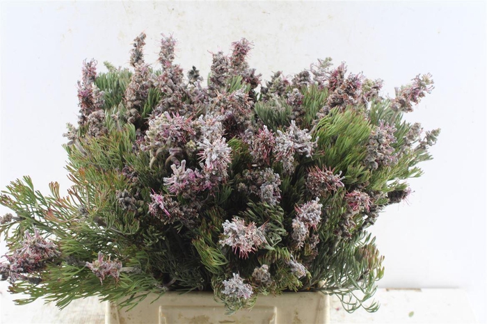 <h4>Kaaps Paranomus Dispersus</h4>