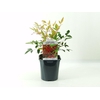 Nandina domestica