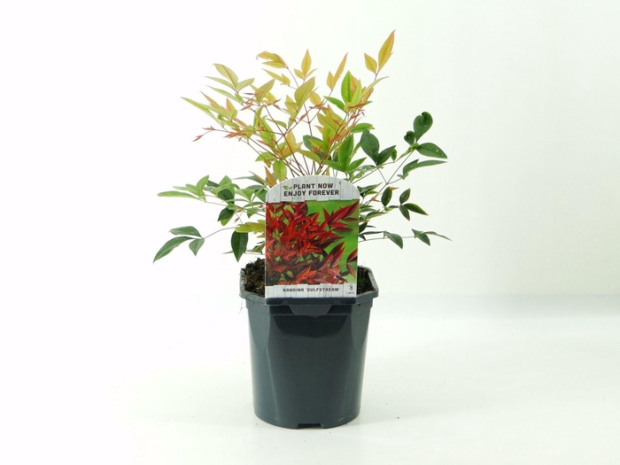 Nandina domestica
