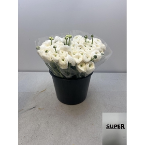 RAN CLONI SUPER SIBERIA