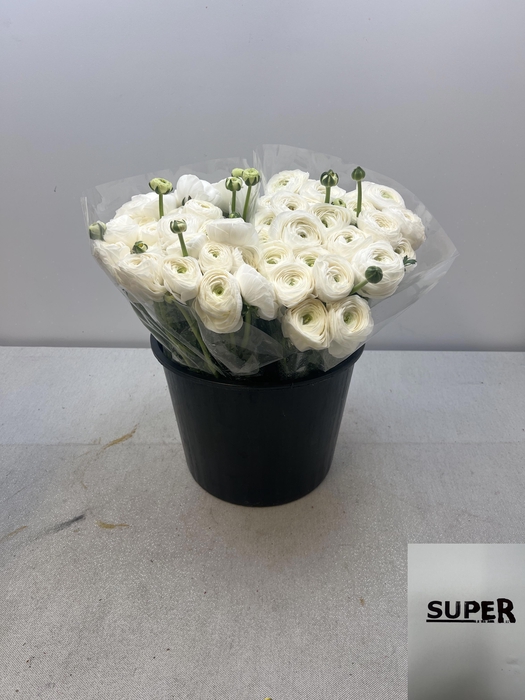 <h4>RAN CLONI SUPER SIBERIA</h4>