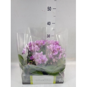 Phalaenopsis multi.   ...rose