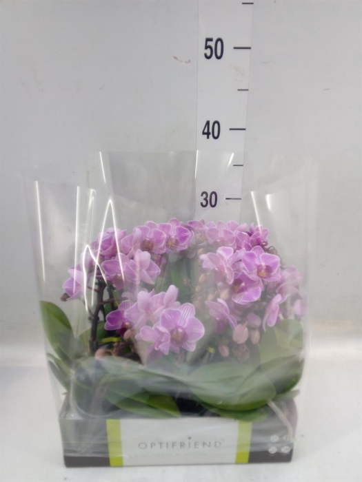 <h4>Phalaenopsis multi.   ...rose</h4>