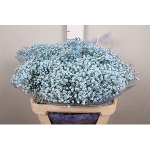 Gyps Overtime Light Blue
