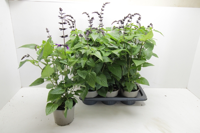 <h4>SALVIA PURPLE BLOOM</h4>