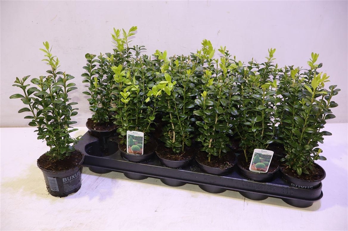 <h4>Buxu Sempervirens</h4>