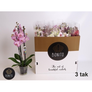 PHAL GEM 5 KL