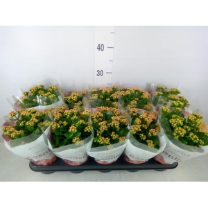 Kalanchoe blos. 'RosDon Nando'