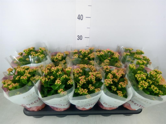<h4>Kalanchoe blos. 'RosDon Nando'</h4>