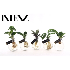 Planten  ..mix