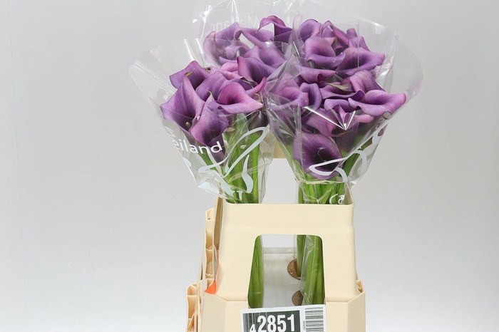 <h4>Zant Durban</h4>