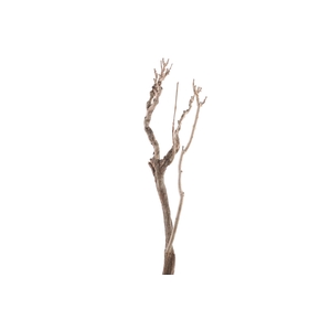 Syringa Branch Extra Moryl