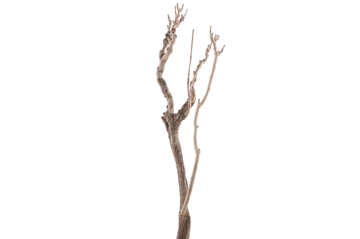 <h4>Syringa Branch Extra Moryl</h4>