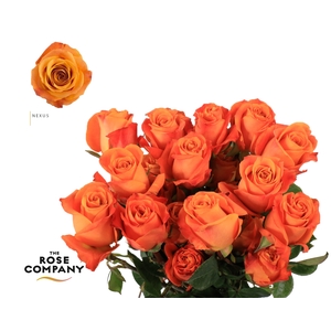 Rosa Ec Nexus