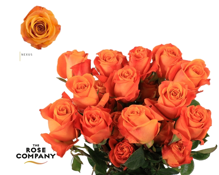 Rosa Ec Nexus