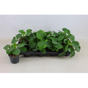 Pilea peperomoides