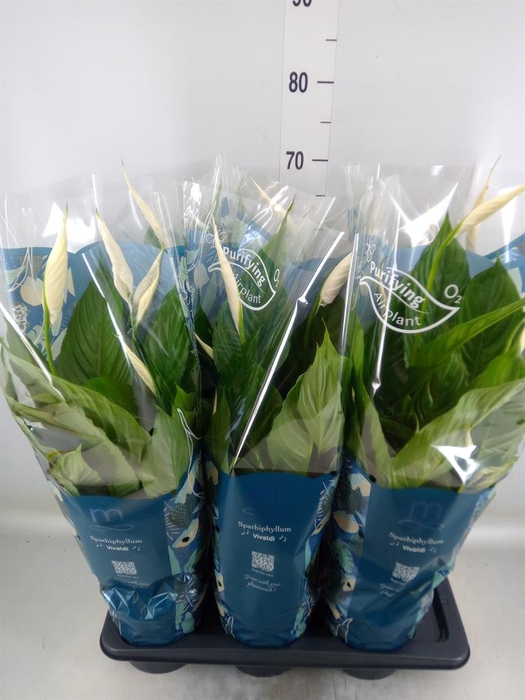 <h4>Spathiphyllum  'Vivaldi'</h4>