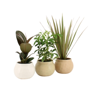 7503190: Solutionss Retreat Groenmix Greenss