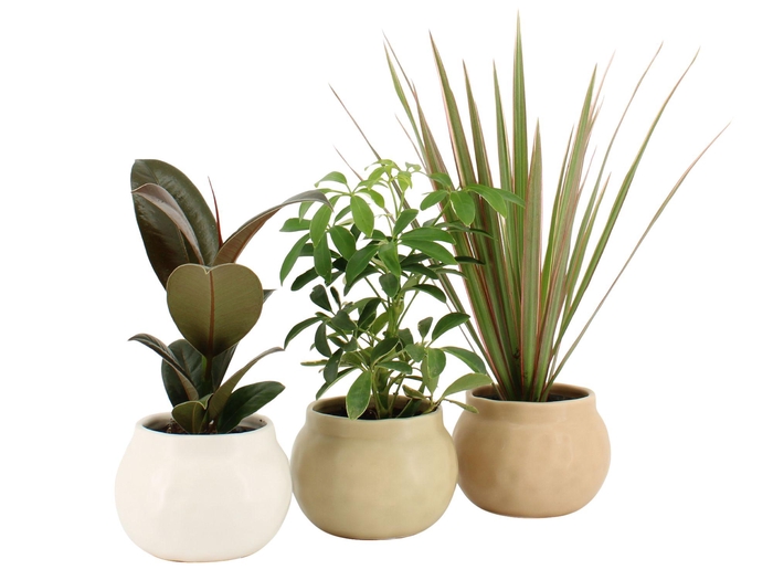 <h4>7503190: Solutionss Retreat</h4>