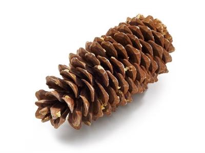 <h4>K.SUGAR PINE CONE GIGANT X5 PER ZK</h4>