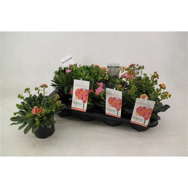 <h4>Lewisia Mountain Dreams gemengd</h4>