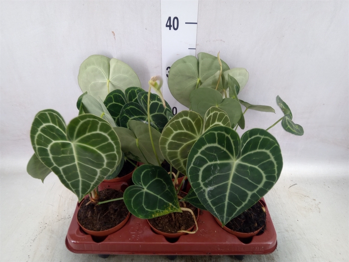 Anthurium clarinervium