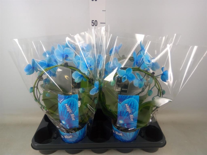 <h4>Phalaenopsis   ...</h4>