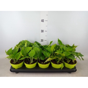 Epipremnum pinn. 'Aureum'