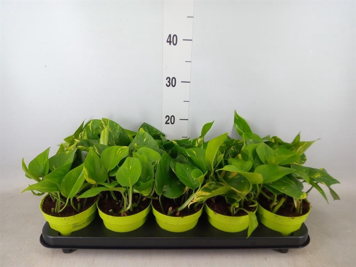 <h4>Epipremnum pinn. 'Aureum'</h4>