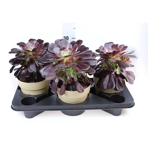 Aeonium arboreum