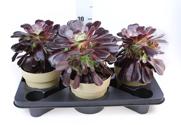 <h4>Aeonium arboreum</h4>