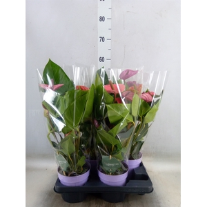 Anthurium andr. 'Cavalli'