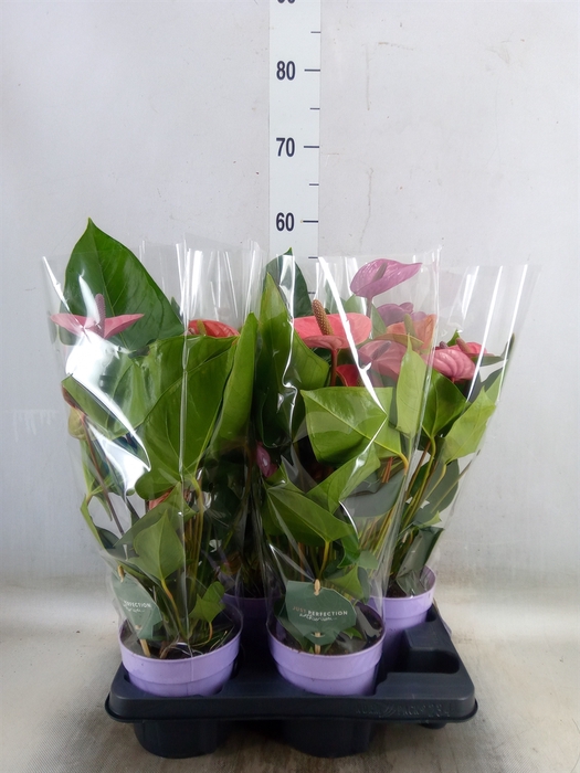 <h4>Anthurium andr. 'Cavalli'</h4>