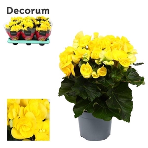 Begonia Yellow P13