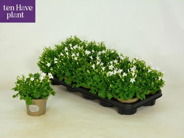 <h4>CAMP PORTO WHITE</h4>