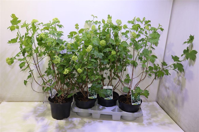 <h4>Vibu Op Roseum</h4>