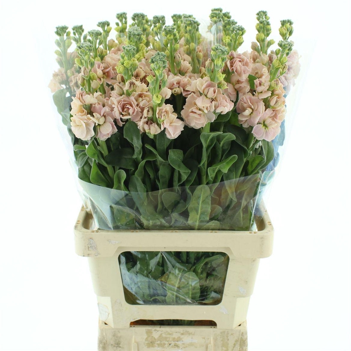 <h4>Matth Incana Iron Apricot Extra</h4>