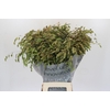 Chasmanthium Green