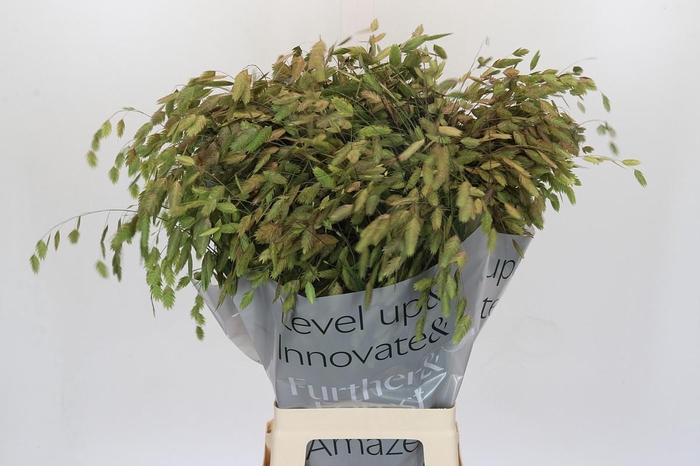 <h4>Chasmanthium Green</h4>