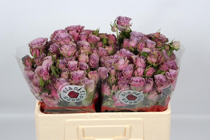 <h4>R TR PURPLE SKY</h4>