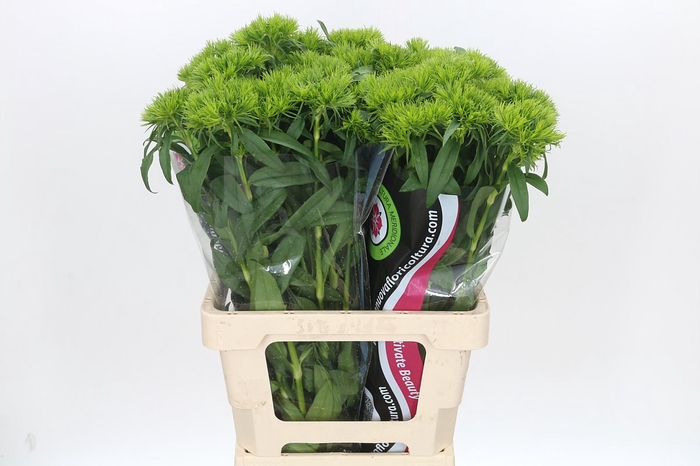 <h4>Dianthus Br Kiwi Mellow</h4>