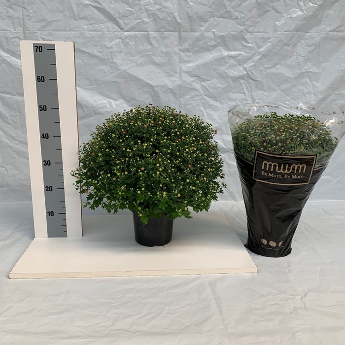 <h4>Chrysanthemum   ..</h4>