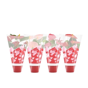 Anthurium 4 color mix in Couture hearts sleeve