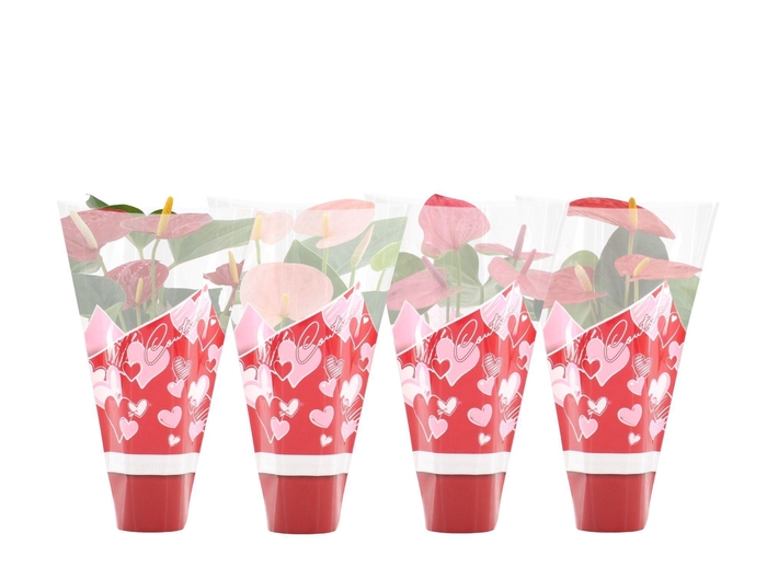 <h4>Anthurium 4 color mix in Couture hearts sleeve</h4>