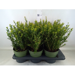 Ilex crenata 'Jenny'