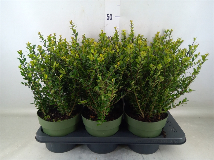 <h4>Ilex crenata 'Jenny'</h4>