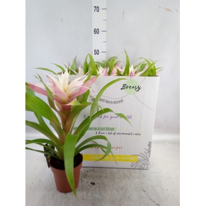 Guzmania  'Deseo Magical White'